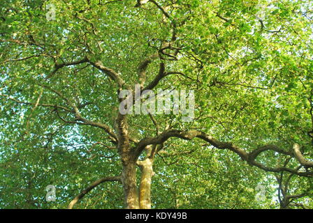 Porträt der Bäume im Park Stockfoto