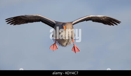 Nahaufnahme der wilden, britischen Graugans (Anser anser), isoliert im Flug, entgegenkommend, Füße nach unten bereit für die Landung. Komische fliegende Gänse. Stockfoto