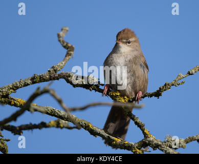 Nahansicht des wilden, britischen Cettis Waldsänger (Cettia cetti), der im Frühling bei Sonnenschein auf einem Zweig thront. Britischer Waldsänger. Stockfoto