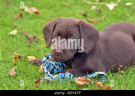 Eine labradinger oder springador Welpen spielen mit einem Seil Hund Spielzeug auf dem Gras im Garten. chocolate Labrador oder Springer Spaniel. Stockfoto