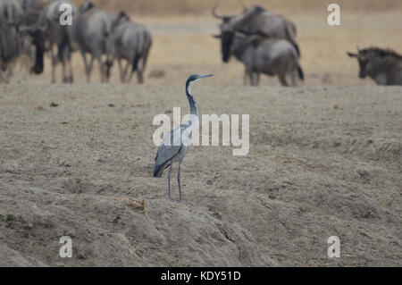 Der Schwarzkopfreiher [Ardea melanocephala] stand am Boden im Tarangire National Park, Tansania Stockfoto