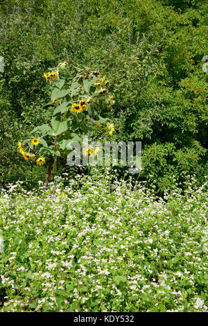 Buchweizen (Fagopyrum esculentum) und Sonnenblume (Helianthus annuus) Blüte. Stockfoto