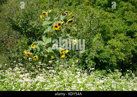 Buchweizen (Fagopyrum esculentum) und Sonnenblume (Helianthus annuus) Blüte. Stockfoto