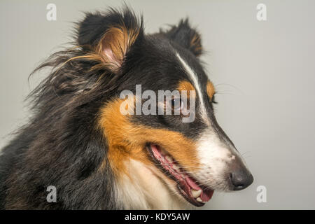 Sheltie Porträt Stockfoto