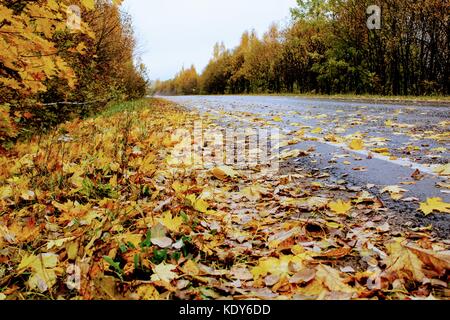 Herbst Zeit: die asphaltierte Straße und der Straße sind mit Gefallenen gelb Ahorn Blättern bedeckt. Stockfoto