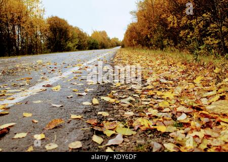Herbst Zeit: die asphaltierte Straße und der Straße sind mit Gefallenen gelb Ahorn Blättern bedeckt. Stockfoto