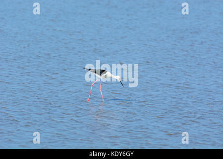 Schwarz - geflügelte Stelzenläufer himantopus himantopus, Füttern, am Strand bei Ebbe. Stockfoto