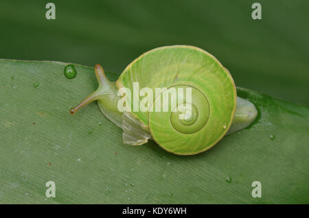 Endemische grüne Schnecke aus Sabah, rhinocochlis Stockfoto