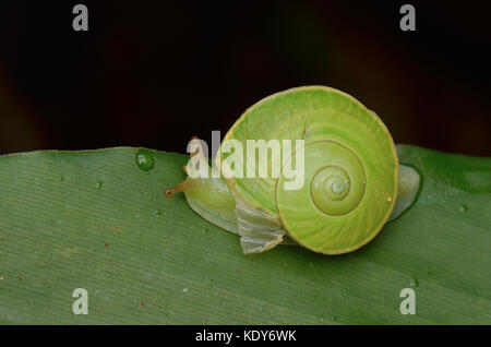 Endemische grüne Schnecke aus Sabah, rhinocochlis Stockfoto