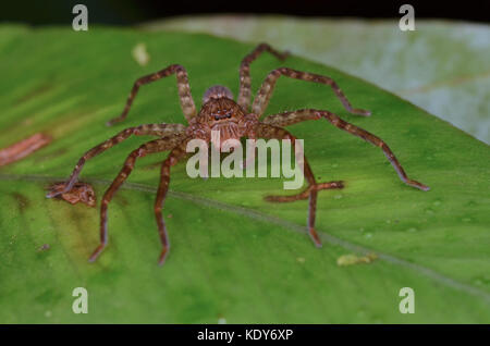 Nahaufnahme Bild eines Huntsman Spider Stockfoto