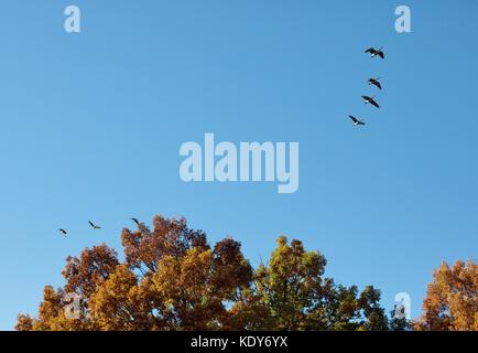 Ein Schwarm Kanadagänse über Bäume in Herbstfarben in Minnesota, USA fliegen. Stockfoto