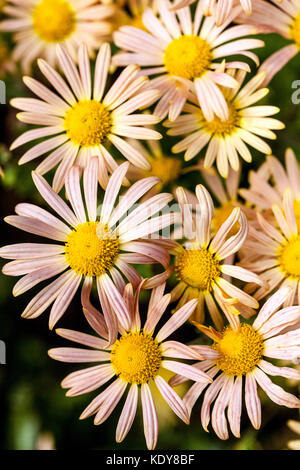 Chrysantheme Mary Stoker oktober Herbstblumen Stockfoto