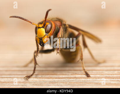 Makroaufnahme einer Hornet Stockfoto