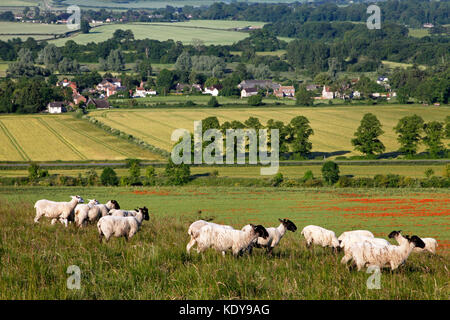 Schafe auf Scratchbury Hill, in der Nähe Warminster, Wiltshire, mit Blick auf das Dorf von Norton Bavant. Stockfoto