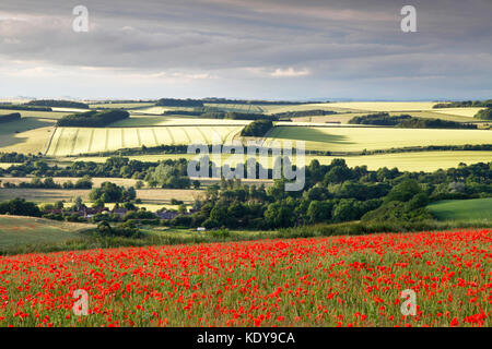 Mohnblumen wachsen auf die Downs oberhalb des Dorfes hängenden Langford im Wylye Valley, Wiltshire. Stockfoto
