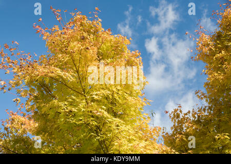 Acer palmatum sango Kaku. Runde an der Spitze der japanischen Ahorn Baum im Herbst Stockfoto