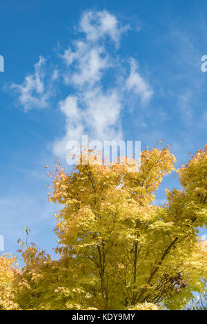 Acer palmatum sango Kaku. Runde an der Spitze der japanischen Ahorn Baum im Herbst Stockfoto