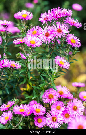 Herbst New England Aster Blume Pflanze, Pink Aster novae-angliae 'Rudelsburg' Michaelmas Gänseblümchen Asters Stockfoto