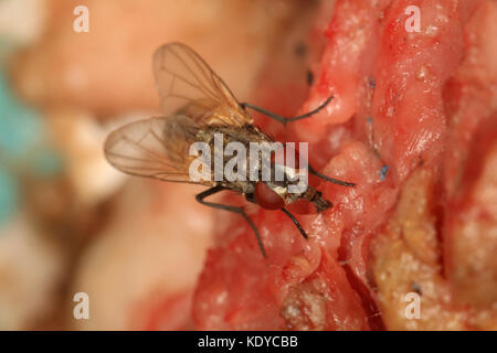 Eine Fliege sitzt auf Essen Stockfoto