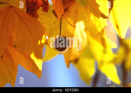 Goldener Herbst Blätter der Bäume und Früchte auf den Ästen des Baumes an der Goldenen Stunde. schönen Herbst Hintergrund, Sonnenuntergang Gegenlicht und Bokeh. Stockfoto