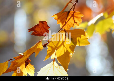 Goldener Herbst Blätter der Bäume und Früchte auf den Ästen des Baumes an der Goldenen Stunde. schönen Herbst Hintergrund, Sonnenuntergang Gegenlicht und Bokeh. Stockfoto