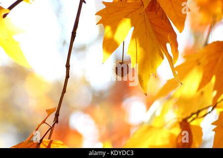 Goldener Herbst Blätter der Bäume und Früchte auf den Ästen des Baumes an der Goldenen Stunde. schönen Herbst Hintergrund, Sonnenuntergang Gegenlicht und Bokeh. Stockfoto
