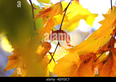 Goldener Herbst Blätter der Bäume und Früchte auf den Ästen des Baumes an der Goldenen Stunde. schönen Herbst Hintergrund, Sonnenuntergang Gegenlicht und Bokeh. Stockfoto