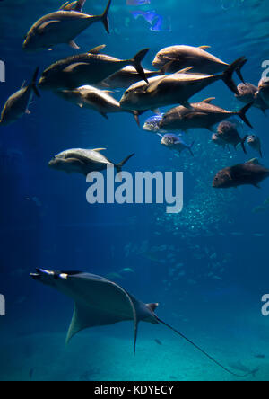 Mantas und Fische im Aquarium von Osaka, einer der größten öffentlichen Aquarien der Welt, Osaka, Japan Stockfoto