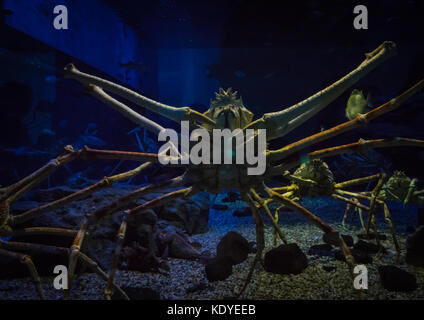 Nahaufnahme der riesigen krabben Schwimmen im Aquarium, Osaka, Japan Stockfoto