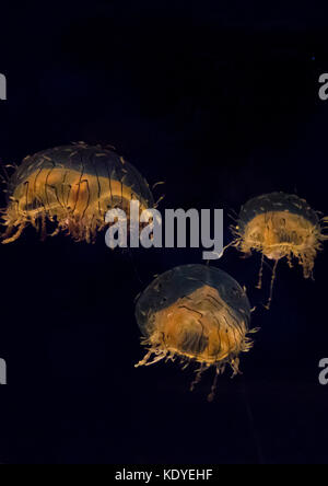 Nahaufnahme von Quallen schwimmen im Aquarium, Osaka, Japan Stockfoto