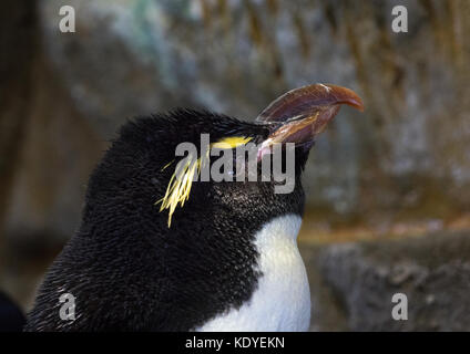 Nahaufnahme einer Pinguin in Osaka Aquarium, eines der größten Aquarien der Welt, Osaka, Japan Stockfoto