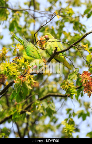 Cute feral Ring-tailed parakeet, Rose auch-ringed parakeet (Psittacula krameri) thront auf einem üppig grünen Baum in der wilden, England Großbritannien Stockfoto