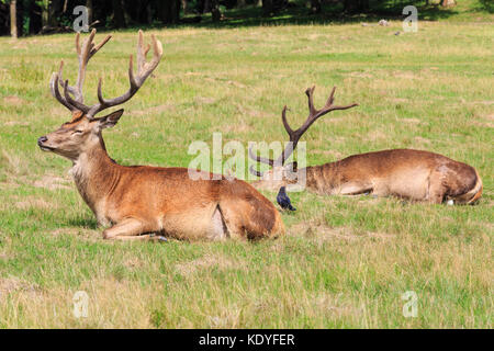 Zwei wilde männlichen Rothirsch Rothirsche (Cervus elaphus) Faulenzen am Nachmittag Sonnenschein im Grünland, England, Großbritannien Stockfoto