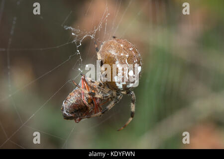 Nahaufnahme eines vier Spots orbweaver Spinne, die Beute gefangen hat, ein shieldbug Stockfoto