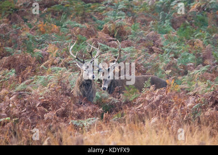 Rotwild Hirsche während der Brunftzeit im Herbst im Richmond Park, London, UK Stockfoto