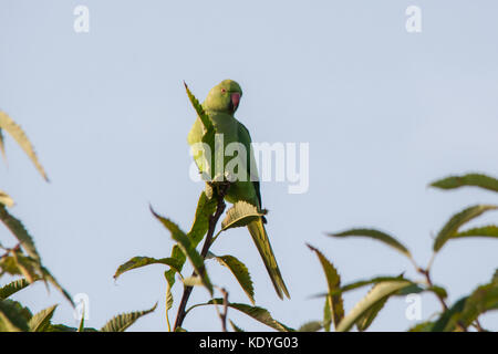 Ring-necked parakeet Vogel, auch bekannt als Rose-ringed parakeet (Psittacula krameri) oben an einem Baum im Richmond Park, Greater London, UK gehockt Stockfoto