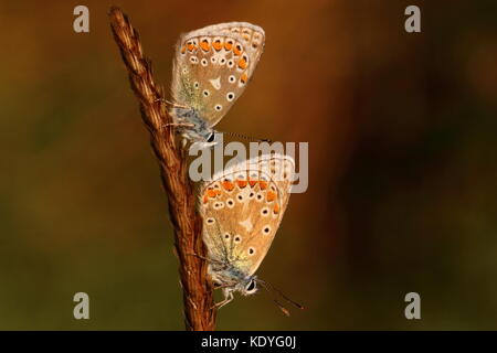 Roostende männliche gewöhnliche blaue Schmetterlinge Stockfoto