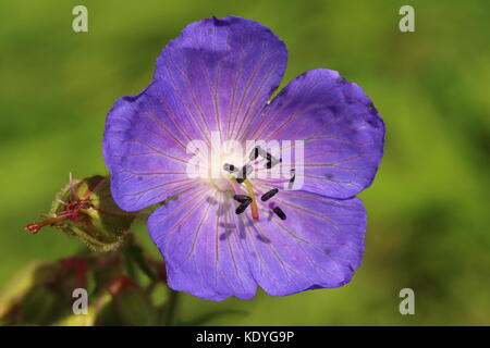 Wiesenrautenblüte Stockfoto