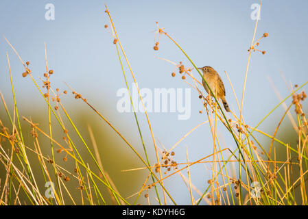 Buitron, zitting cisticola oder Fan-tailed, Cisticola juncidis Warbler Stockfoto