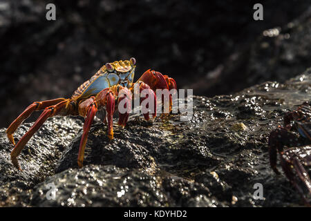 Sally Lightfoot Crab, grapsus grapsus, Galapagos, Ecuador Stockfoto