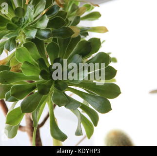 Kakteen und Sukkulenten in der Blüte im Frühjahr Stockfoto