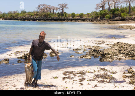 Afrikanischer Speerfischer mit frisch gefangenen riesigen Tintenfischen, die an einem unberührten tropischen Strand mit Baobab im Hintergrund spazieren. Pemba, Sansibar, Tanz Stockfoto