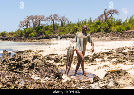 Afrikanische Speer Fischer Holding frisch riesige Kraken zu Fuß in einer unberührten tropischen Strand mit Baobab im Hintergrund gefangen. Pemba, Sansibar, tanza Stockfoto