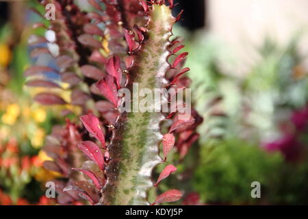 Kakteen und Sukkulenten in der Blüte im Frühjahr Stockfoto