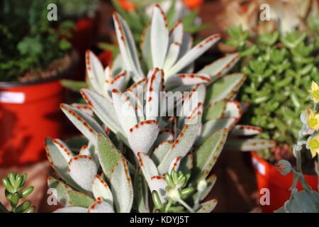 Kakteen und Sukkulenten in der Blüte im Frühjahr Stockfoto