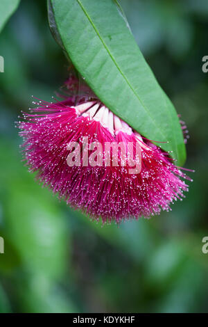 - Powderpuff lilly pilly (syzygium Wilsonii). benella Rainforest Reserve. Diwan. Daintree Nationalpark. Queensland Australien. Stockfoto