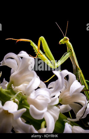 Grüne Gottesanbeterin auf Blume / Mantis religiosa Stockfoto