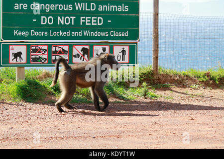 Eine collared chacma Baboon (papio ursinus), auch als Kap Pavian bekannt, wandern Vergangenheit ein Zeichen Warnung Besucher gegen Fütterung Paviane, Südafrika. Stockfoto