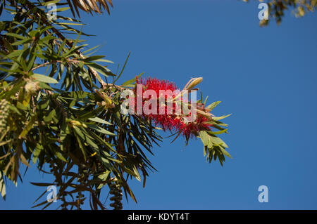 Callistemon bottlebrush. Rot am Himmel Hintergrund. Stockfoto