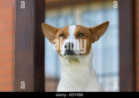 Outdoor Portrait von Royal basenji Hund gegen das Haus lebt es Stockfoto